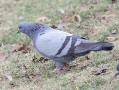 Columba livia