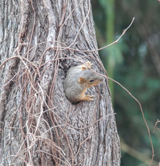 Sciurus niger