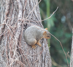 Sciurus niger