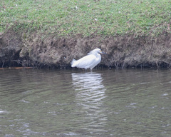 Egretta thula