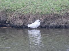 Egretta thula