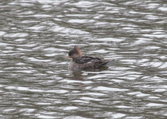 Lophodytes cucullatus