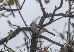 Baeolophus bicolor