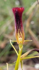 Cryptostylis hunteriana