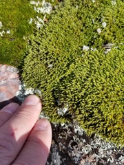 Racomitrium microcarpon