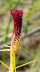 Cryptostylis hunteriana
