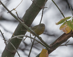 Leiothlypis celata