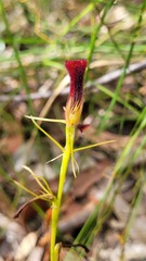 Cryptostylis hunteriana