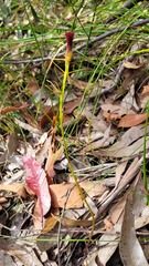 Cryptostylis hunteriana