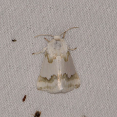 Schinia hulstia