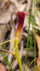 Cryptostylis hunteriana