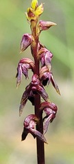 Genoplesium ruppii