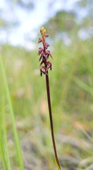 Genoplesium ruppii