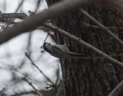 Poecile carolinensis