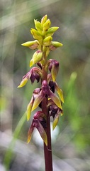 Genoplesium ruppii