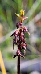 Genoplesium ruppii