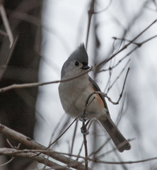 Baeolophus bicolor