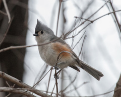 Baeolophus bicolor