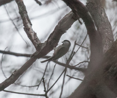 Poecile carolinensis