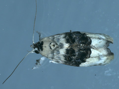 Piloprepes antidoxa