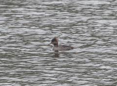 Lophodytes cucullatus