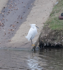 Egretta thula