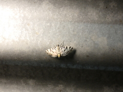Conchylodes platinalis