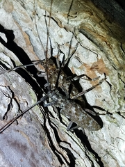 Monochamus carolinensis