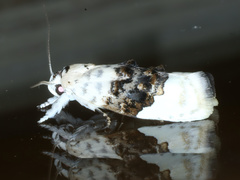 Piloprepes antidoxa