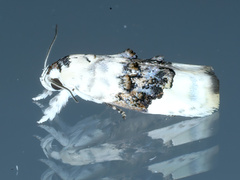 Piloprepes antidoxa