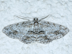 Didymoctenia exsuperata