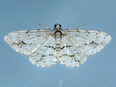 Didymoctenia exsuperata