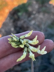 Astragalus trichopodus antisellii