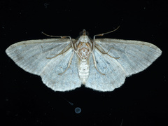 Didymoctenia exsuperata