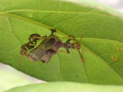 Mischocyttarus phthisicus