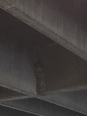 Petrochelidon pyrrhonota