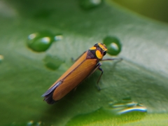 Paratubana nigrocincta