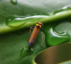 Paratubana nigrocincta