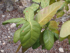 Mischocyttarus phthisicus