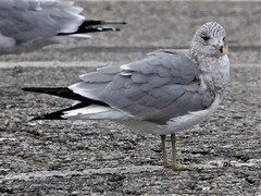 Larus delawarensis