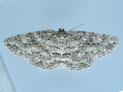 Ectropis fractaria
