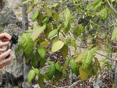 Mischocyttarus phthisicus