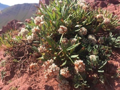 Eriogonum coloradense