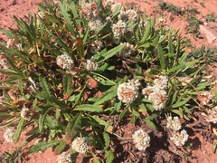 Eriogonum coloradense