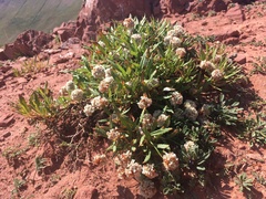 Eriogonum coloradense