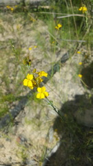 Goodenia stelligera