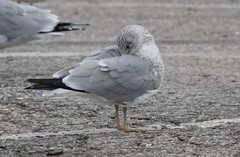 Larus delawarensis