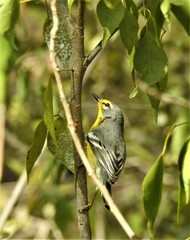 Setophaga adelaidae