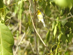 Setophaga adelaidae