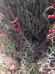 Penstemon centranthifolius